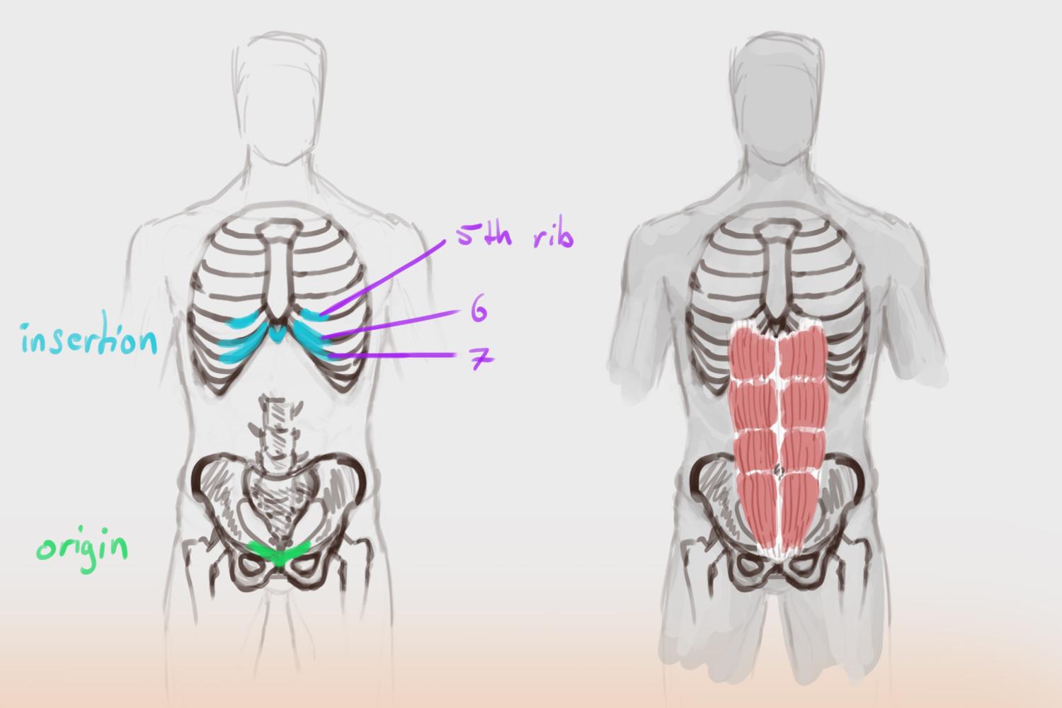 origin and insertion.jpg