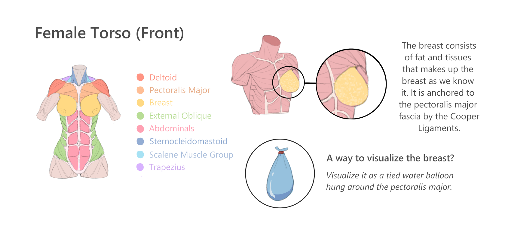 Female Torso Front - Illustration 1.png