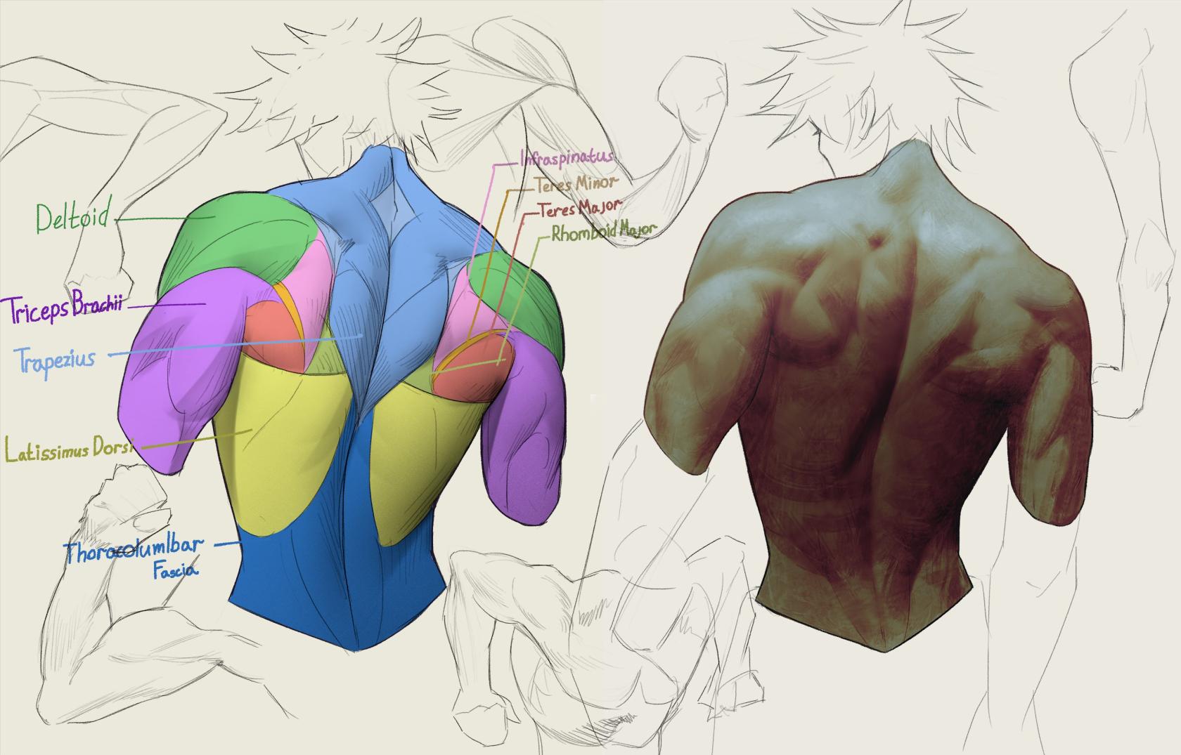 gojo anatomy back 1.jpg