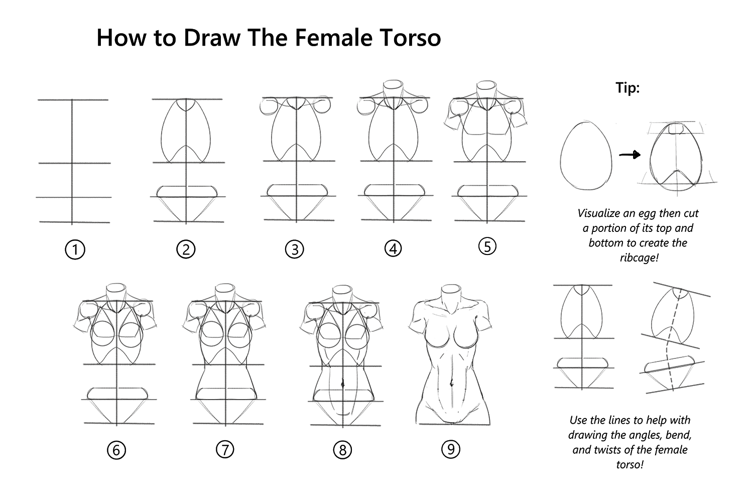 step by step female torso.png
