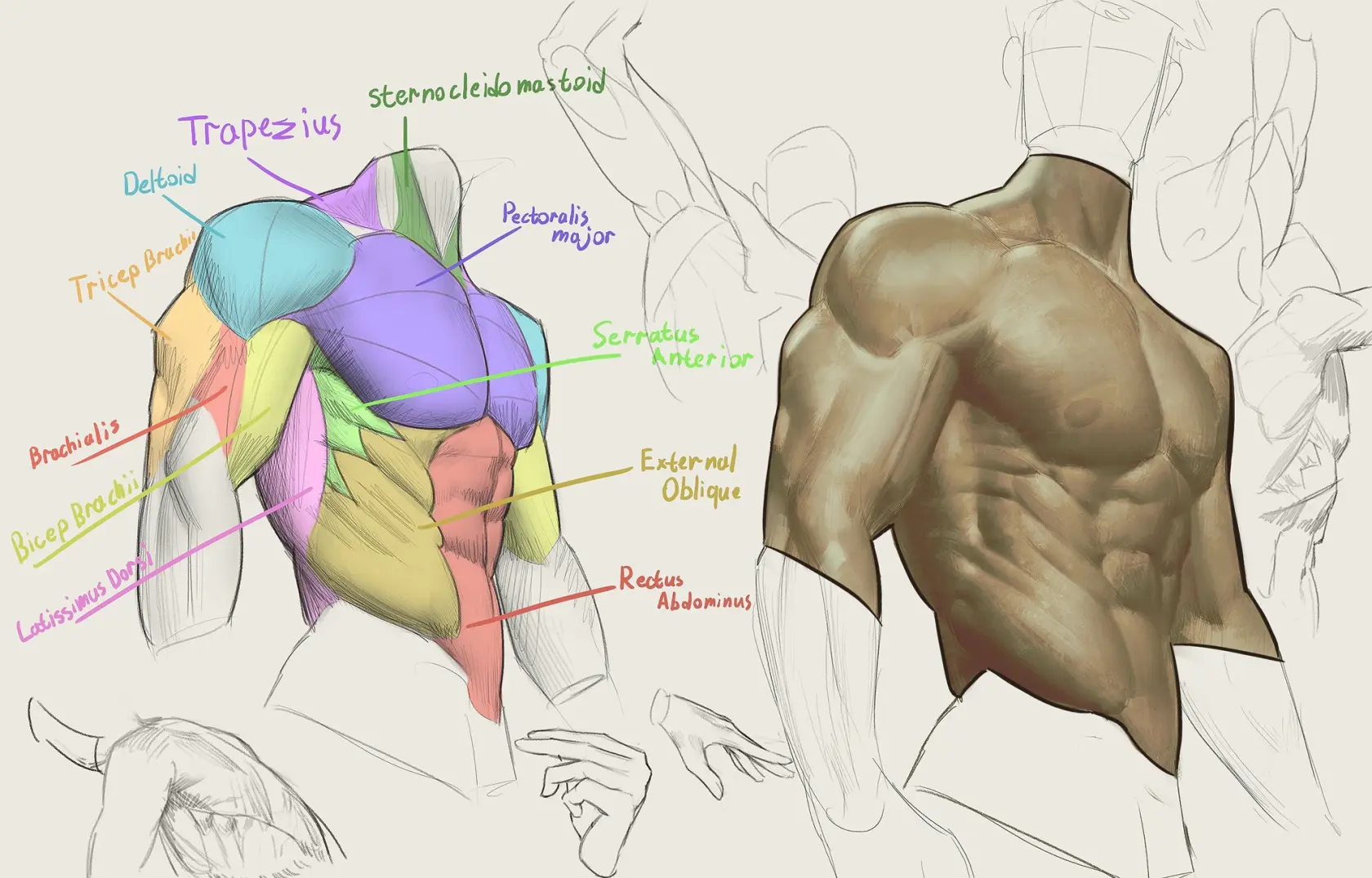 gojo upper body anatomy 2.webp